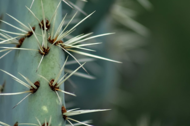 Opuntia Kopienraum