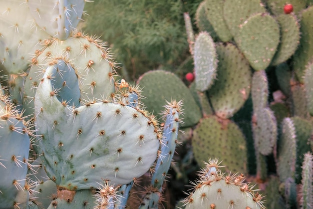 Opuntia Nopales y cactus en mexico para fondo o fondo de pantalla