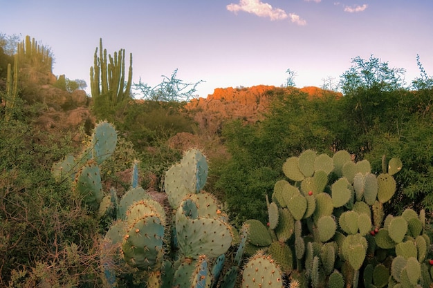 Opuntia Nopales und Kaktus in Mexiko zum Hintergrund oder zur Tapete