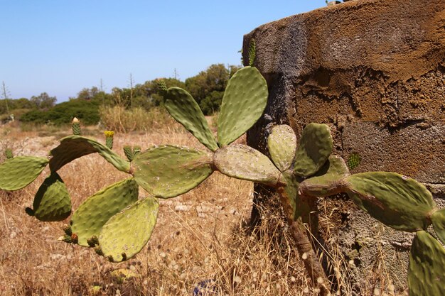 Foto opuntia ou pêra espinhosas florescendo e crescendo rhodes selvagem grécia