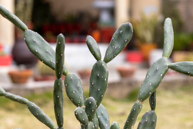 Opuntia quimilo cactus con fondo borroso