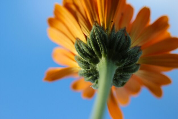 Orang-Blume gegen blauen Himmel Calendula-Blumennahaufnahme