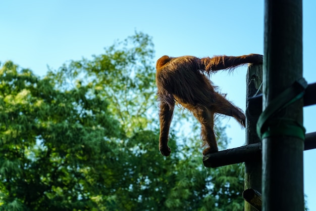 Foto orang-utan auf dem rücken saß auf einigen baumstämmen und blickte mit ausgestreckten armen auf den boden.