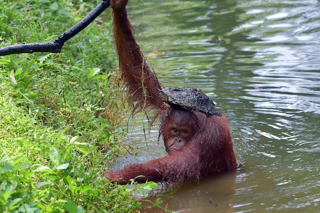 Orang-Utan, der im Fluss schwimmt