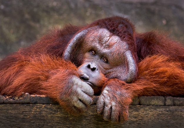 Orang-Utan, der in der natürlichen Atmosphäre des Zoos sich entspannt.