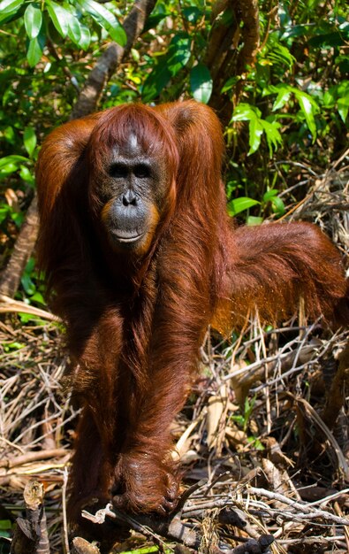 Orang-Utan in freier Wildbahn. Indonesien. Die Insel Kalimantan (Borneo).