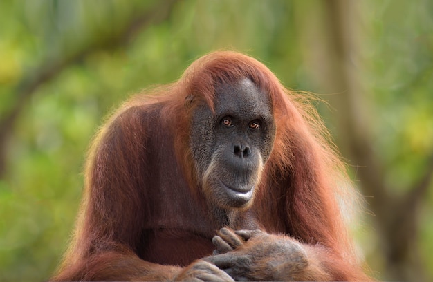 Foto orang-utan-postrait