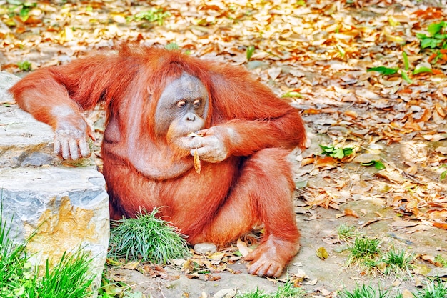 Foto orang utan en su hábitat natural en estado salvaje.