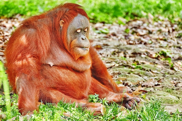 Foto orang utan en su hábitat natural en estado salvaje.