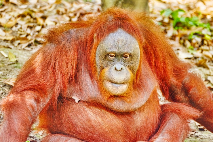 Foto orang utan en su hábitat natural en estado salvaje.