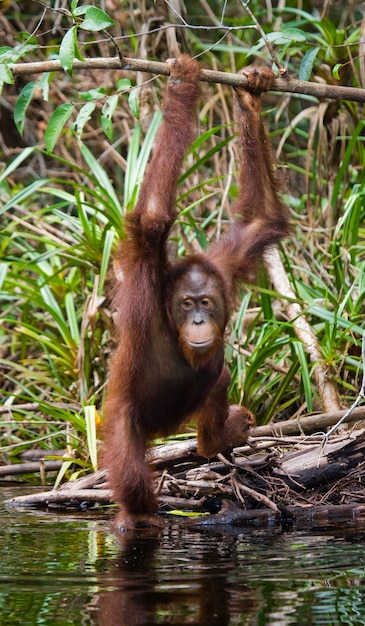 Orang-Utan trinkt Wasser aus dem Fluss im Dschungel. Indonesien. Die Insel Kalimantan (Borneo).