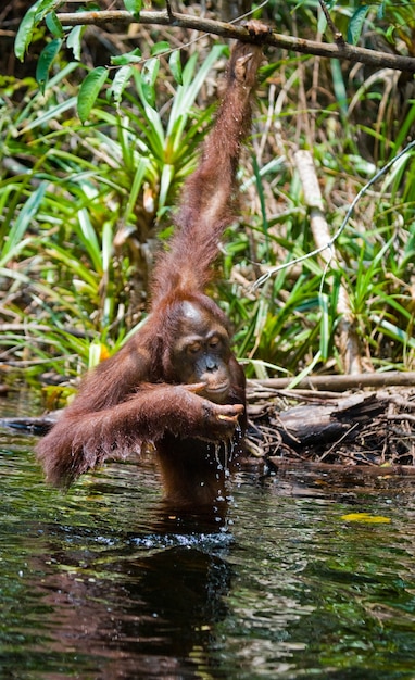 Orang-Utan trinkt Wasser aus dem Fluss im Dschungel. Indonesien. Die Insel Kalimantan (Borneo).