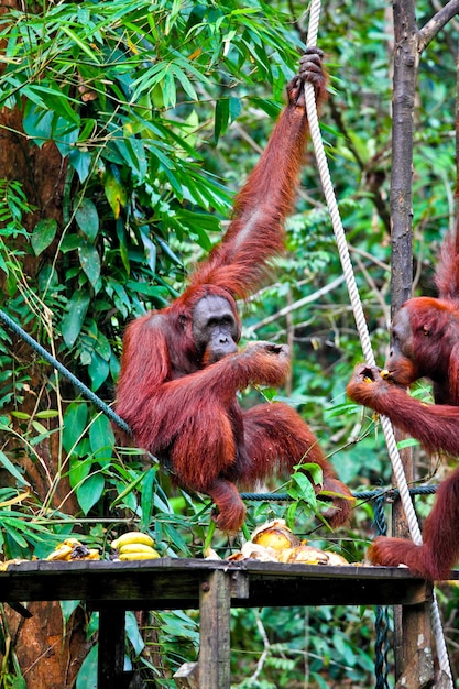 Orang-Utang im Semenggoh Wildlife Rehabilitation Center