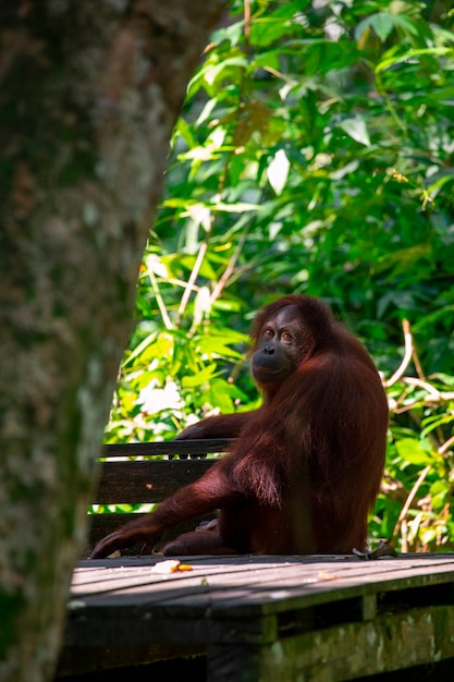 Orang-Utans im Reservat auf Nahrungssuche