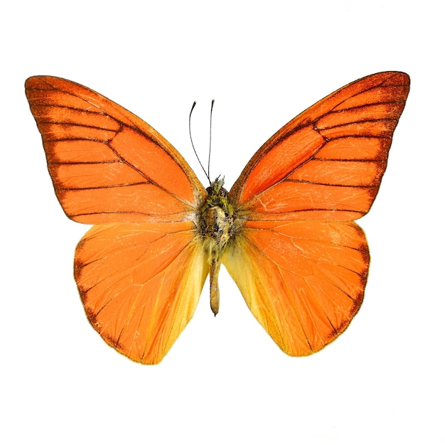 Orange Albatros-Schmetterling