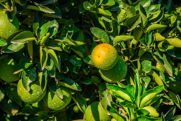 Orange am Baum, Obstplantage.