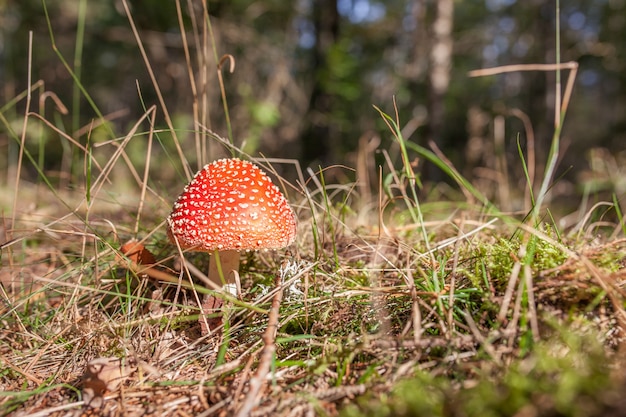 Orange Amanita im Wald im Herbst, Orange Mashroom, Fliegenpilz im Wald