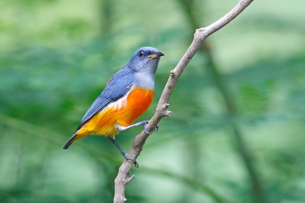 Orange-aufgeblähter Flowerpecker Dicaeum trigonostigma schöne männliche Vögel von Thailand