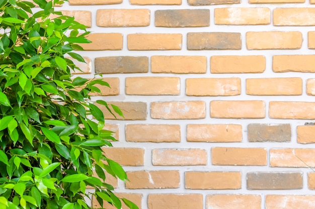 orange Backsteinmauer verzieren mit grünem Blatt