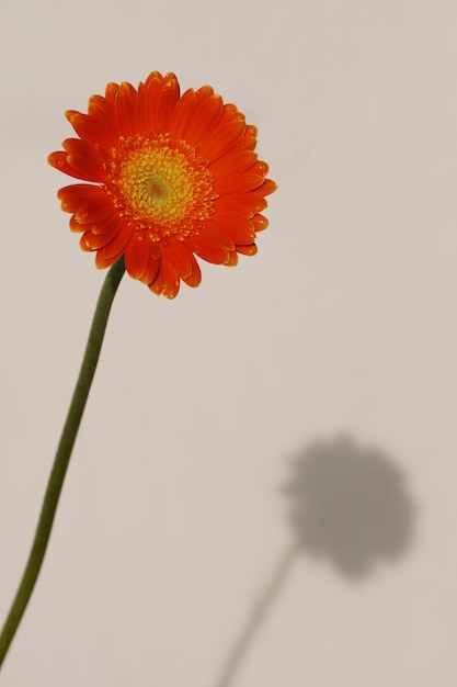 Orange Barbeton Daisy Gerbera jamesonii con su sombra en el fondo