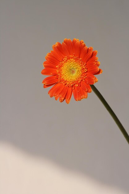 Orange Barbeton Daisy o Gerbera jamesonii con sombra en el fondo.