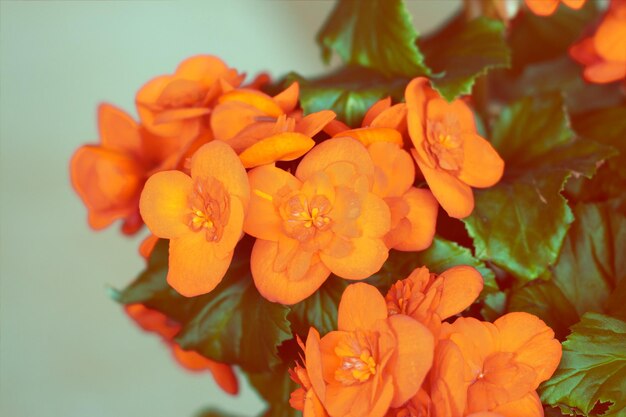 Orange Begonia-Blume auf blauem Hintergrund