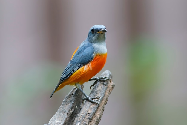 Orange-bellied Flowerpecker Dicaeum trigonostigma Hermosas aves masculinas de Tailandia