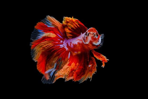 Orange Betta Fisch