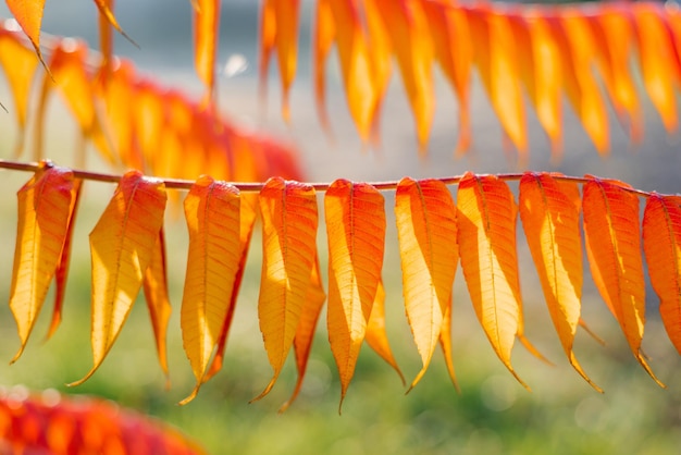 Orange Blätter von Sumach oder Essigbaum schließen sich im Herbst