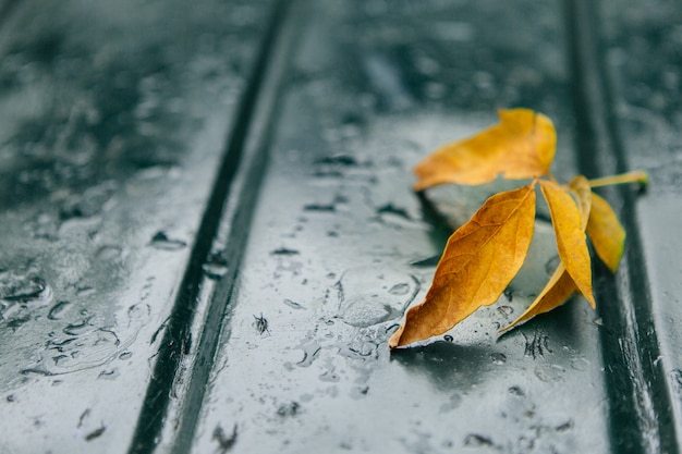 Orange Blatt des Herbstes auf einer Autohaube im Regen