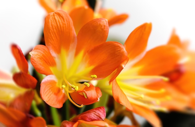 Orange blühende clivia miniata Blume