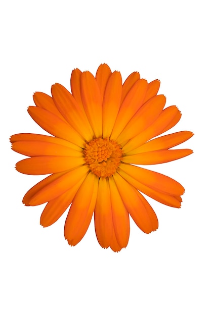 Orange Blume auf einer weißen Hintergrundnahaufnahme