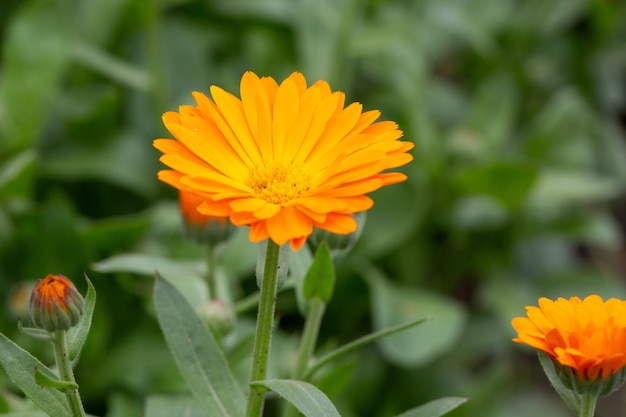 Orange Blume der Apotheke Calendula, die auf einem natürlichen grünen Hintergrund im Garten blüht