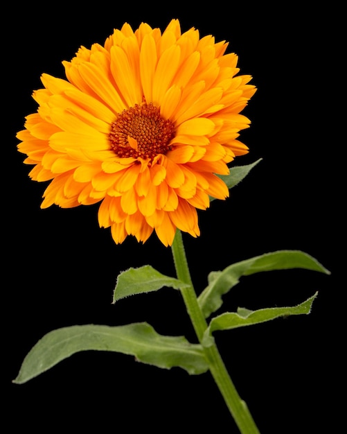 Orange Blume der Calendula auf schwarzem Hintergrund isoliert