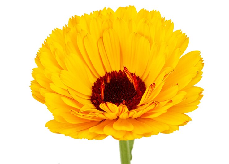 Foto orange blume der calendula isoliert auf weißem hintergrund