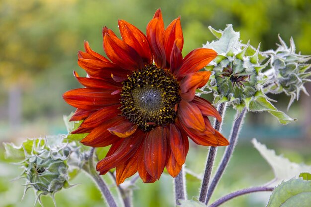 Orange blume der dekorativen sonnenblume unscharfer hintergrund