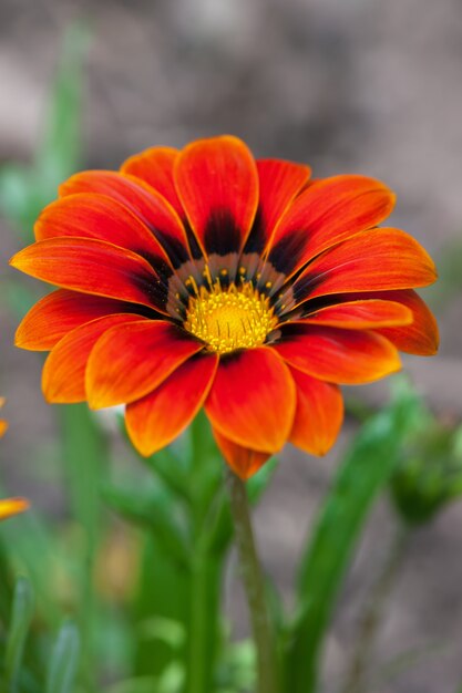 Orange Blume, die im Garten blüht