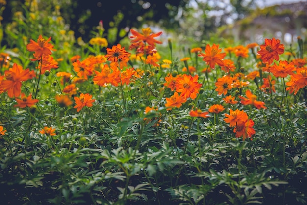 Orange Blume im Garten für den Hintergrund