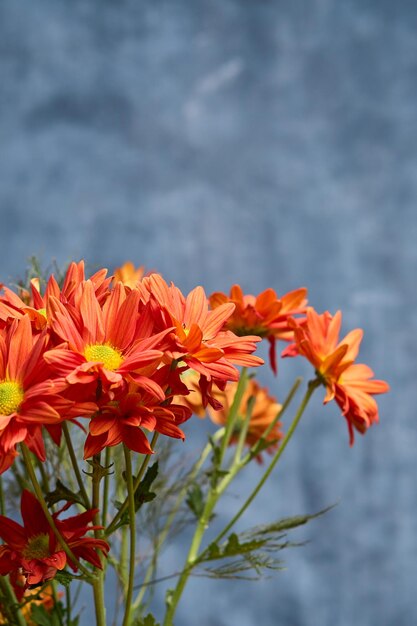 Orange Blumen auf grauer Hintergrund-Kunst