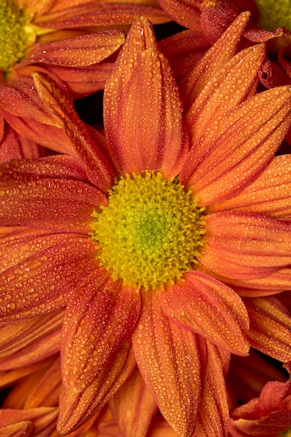 Orange Blumen auf weißem Hintergrund