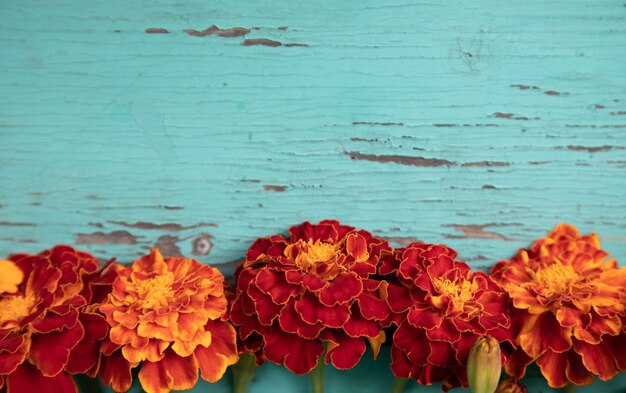 Orange Blumen der Nahaufnahmeringelblume auf einem alten Türkisholztisch.