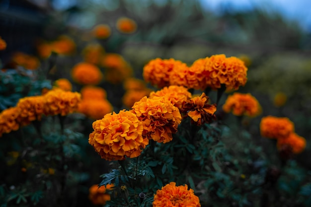 Orange Blumen dunkelgrüner belaubter Hintergrund