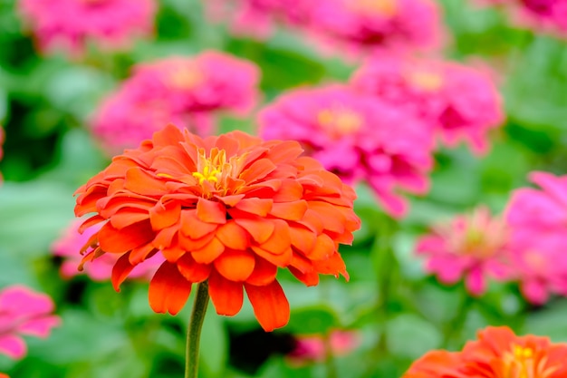 Foto orange blumen im garten