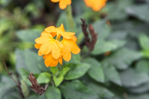 Orange Blumen im Garten