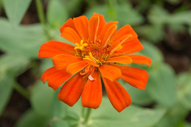 orange Blumen im Naturhintergrund