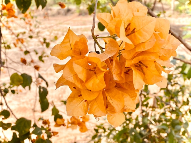 Orange Bougainvillea Bougainvillea-Blume Orange Bougainvillea Es ist eine schön aussehende Blume