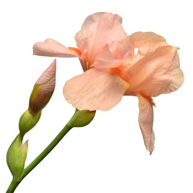 Orange Bouquet Iris-Blume isoliert auf weißem Hintergrund Ostern Sommer Frühling Wohnung lag Draufsicht Liebe Valentinstag