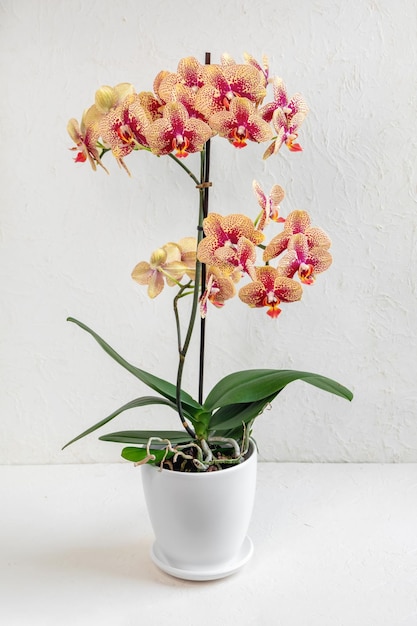 Orange bunte Charmer Phalaenopsis-Orchidee in einem weißen Topf auf hellem Hintergrund Schöne Vielzahl von Orchideen in einem weißen Topf auf weißem Hintergrund reichlich blühende blühende Orchidee