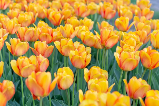 Orange bunte frische Tulpenblumen Frühling