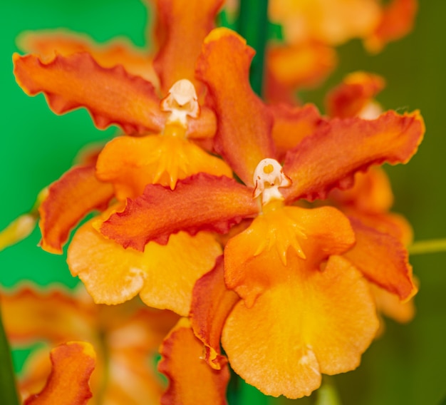 Orange Cambria Catatante Orchidee, blühend